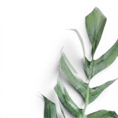 Close up of Epipremnum Cebu Blue foliage on a white background
