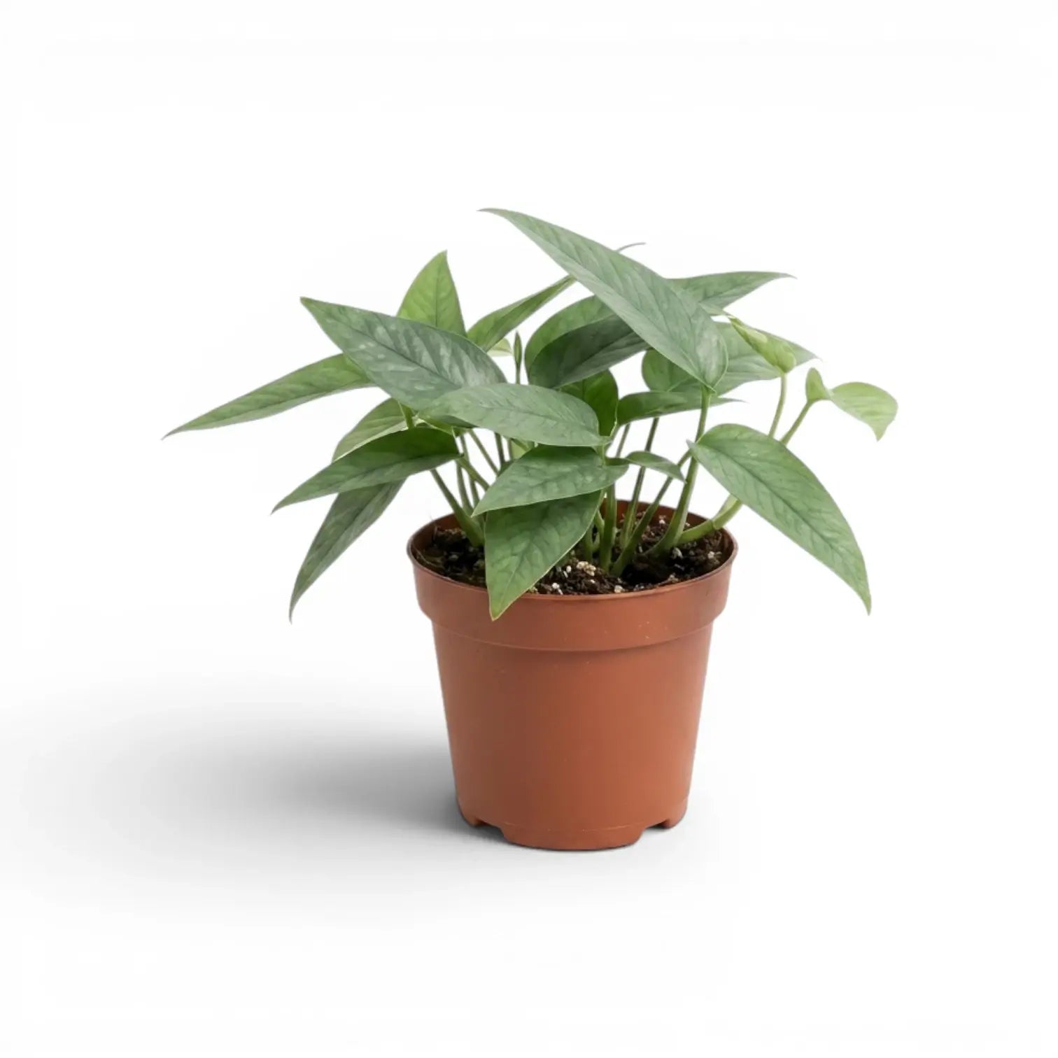 Epipremnum 'Cebu Blue'