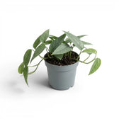 Medium Epipremnum Cebu Blue plant in a nursery pot on a white background