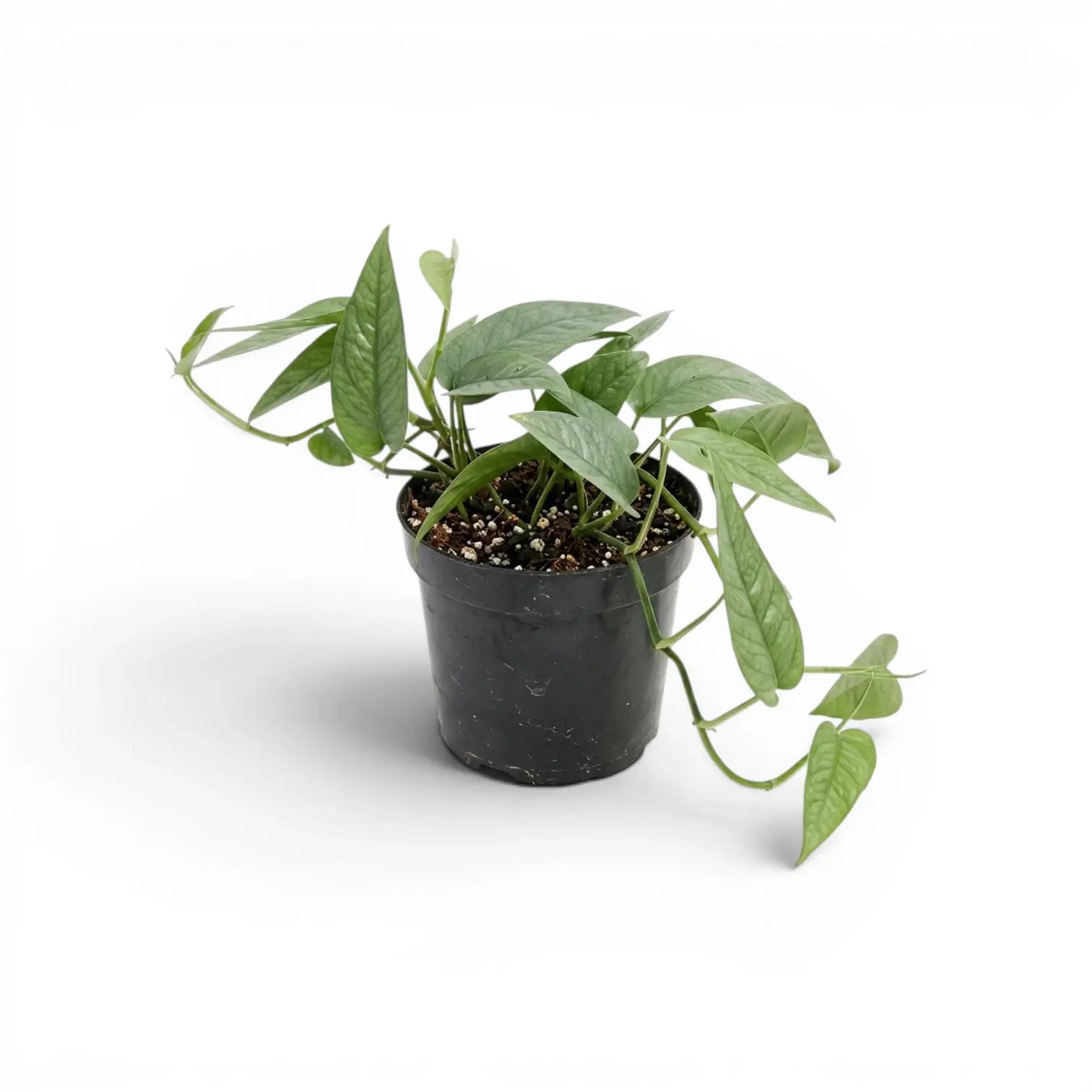 Epipremnum 'Cebu Blue'