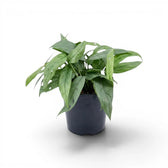 Medium Epipremnum Cebu Blue plant in a nursery pot on a white background