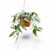 Medium Epipremnum Cebu Blue plant in a hanging nursery pot on a white background