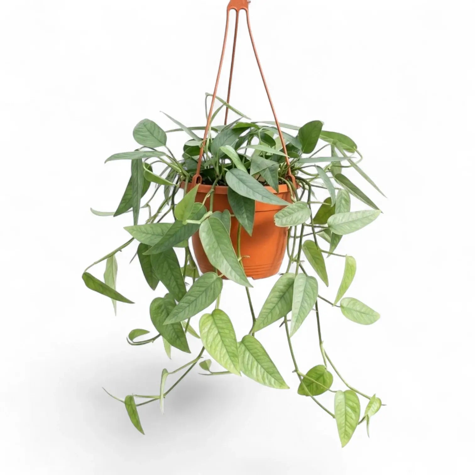 Medium Epipremnum Cebu Blue plant in a hanging nursery pot on a white background
