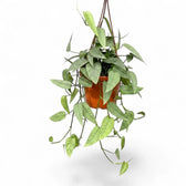 Medium Epipremnum Cebu Blue plant in a hanging nursery pot on a white background