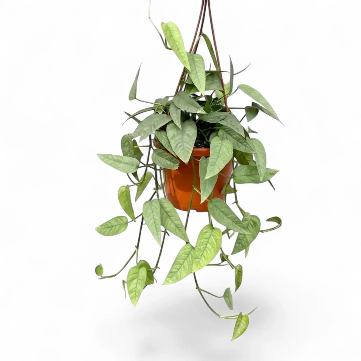 Medium Epipremnum Cebu Blue plant in a hanging nursery pot on a white background