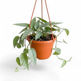 Medium Epipremnum Cebu Blue plant in a hanging nursery pot on a white background