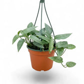 Medium Epipremnum Cebu Blue plant in a hanging nursery pot on a white background