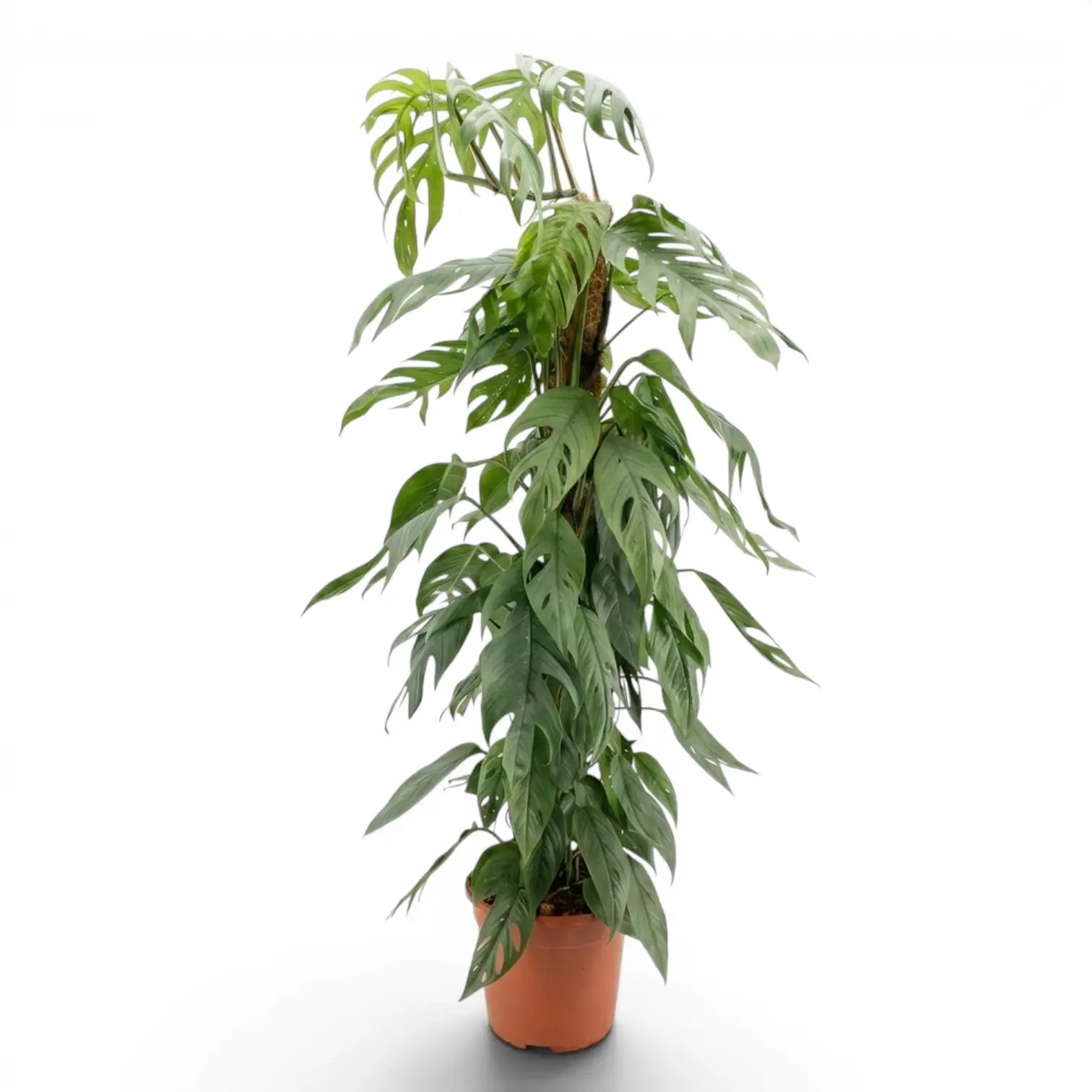 cebu blue philodendron Epipremnum 'Cebu Blue'
