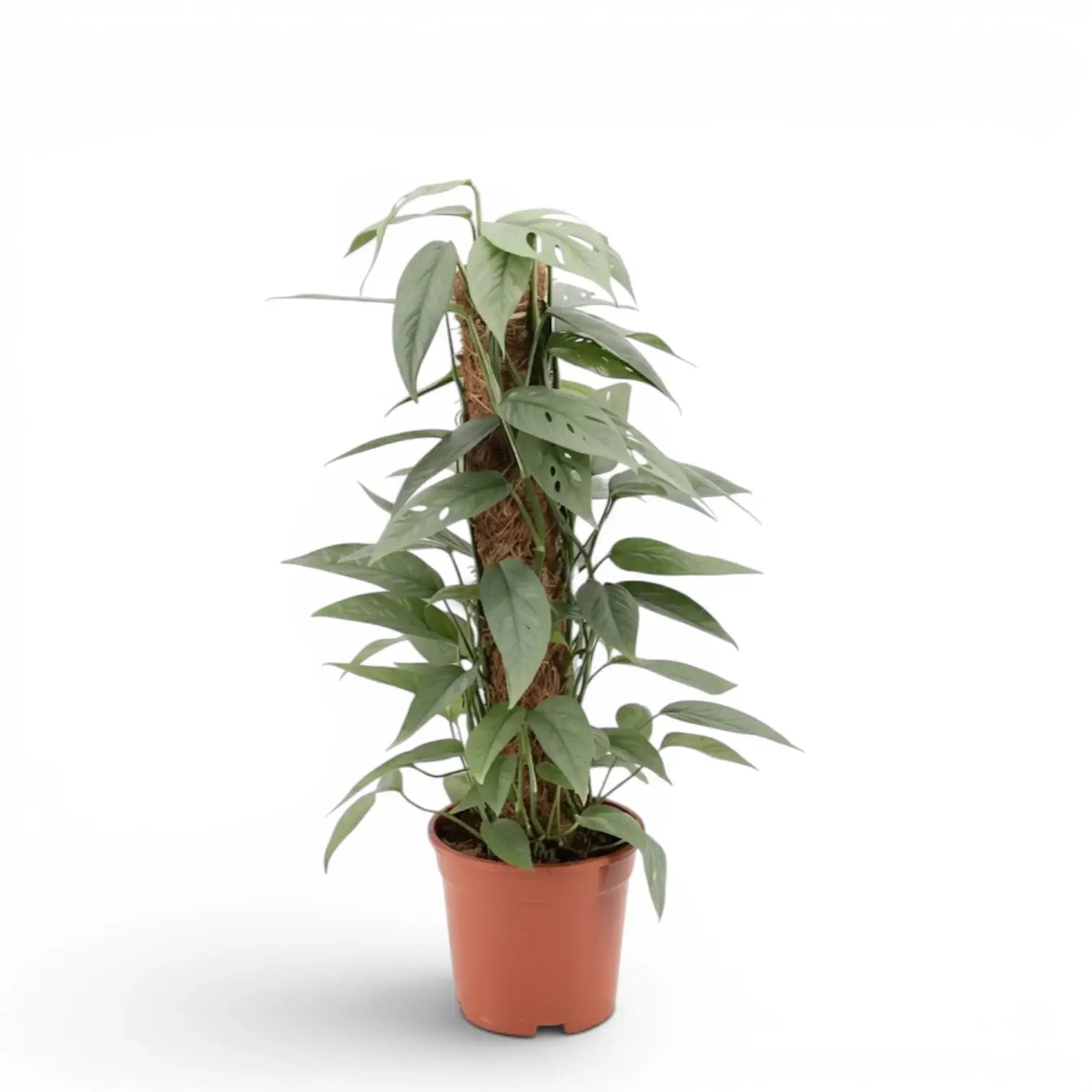 Epipremnum 'Cebu Blue'