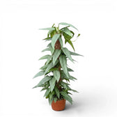 Extra large Epipremnum Cebu Blue plant in a nursery pot on a white background