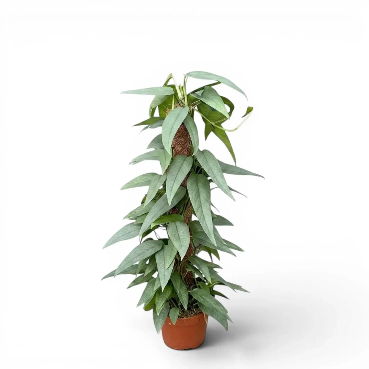 cebu blue plant Epipremnum 'Cebu Blue'