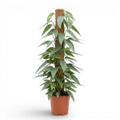 Extra large Epipremnum Cebu Blue plant in a nursery pot on a white background