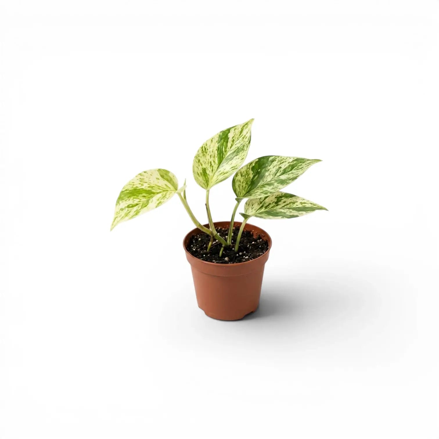Epipremnum aureum 'Marble Queen' als Baby-Pflanze im Kulturtopf vor weißem Hintergrund
