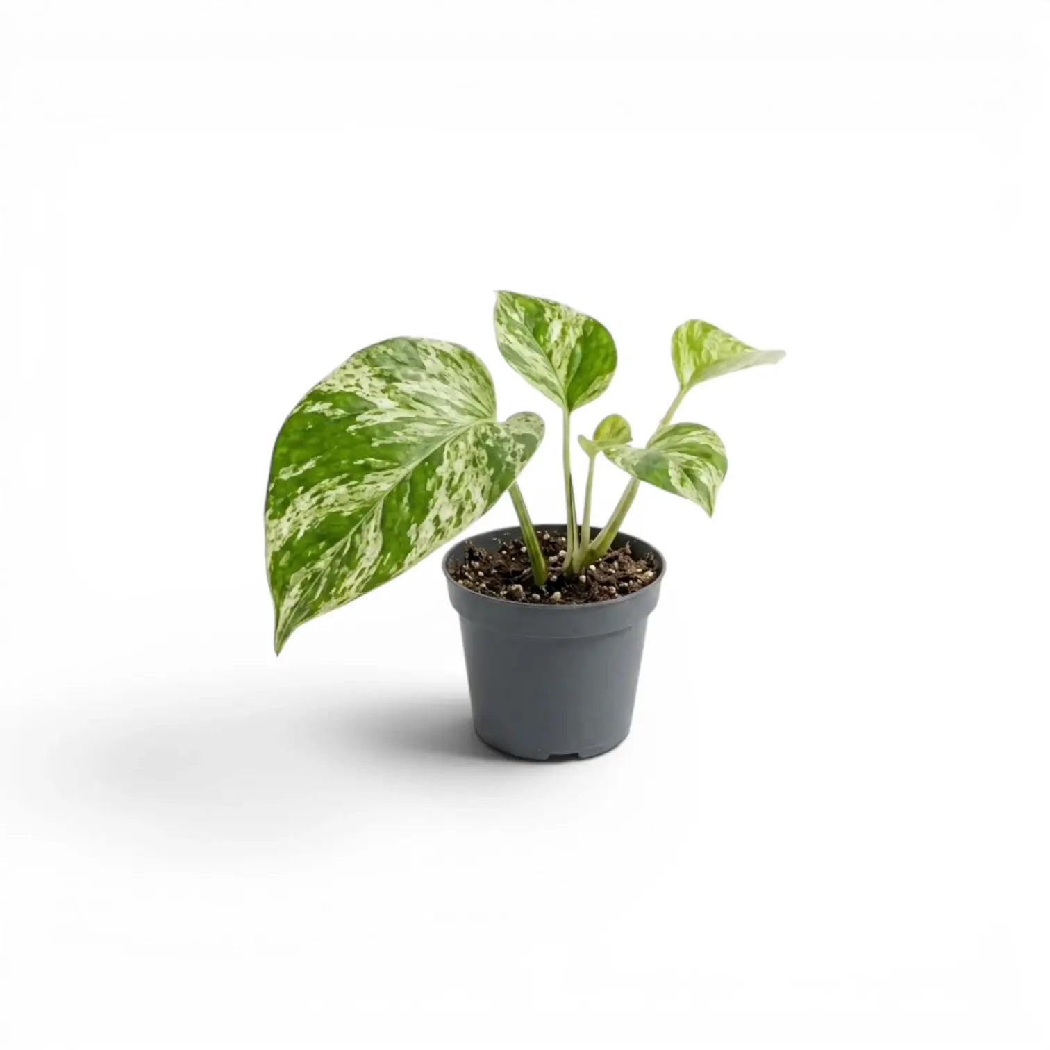 Epipremnum aureum 'Marble Queen' als Baby-Pflanze im Kulturtopf vor weißem Hintergrund