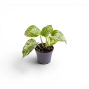 Epipremnum aureum 'Marble Queen' als Baby-Pflanze im Kulturtopf vor weißem Hintergrund