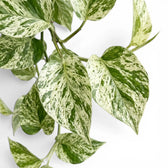 Nahaufnahme der Blätter von Epipremnum aureum 'Marble Queen' vor weißem Hintergrund