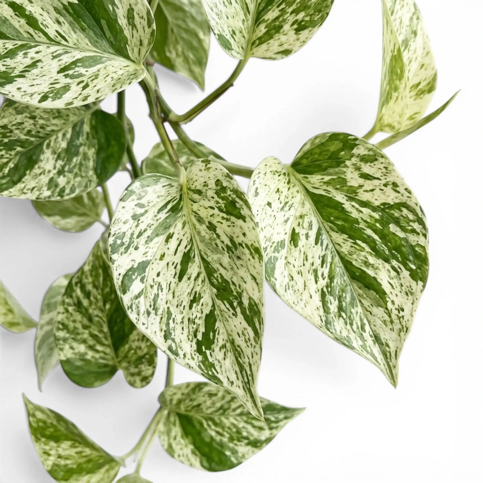 Nahaufnahme der Blätter von Epipremnum aureum 'Marble Queen' vor weißem Hintergrund