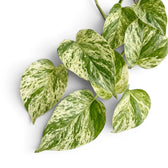 Nahaufnahme der Blätter von Epipremnum aureum 'Marble Queen' vor weißem Hintergrund