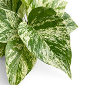 Nahaufnahme der Blätter von Epipremnum aureum 'Marble Queen' vor weißem Hintergrund