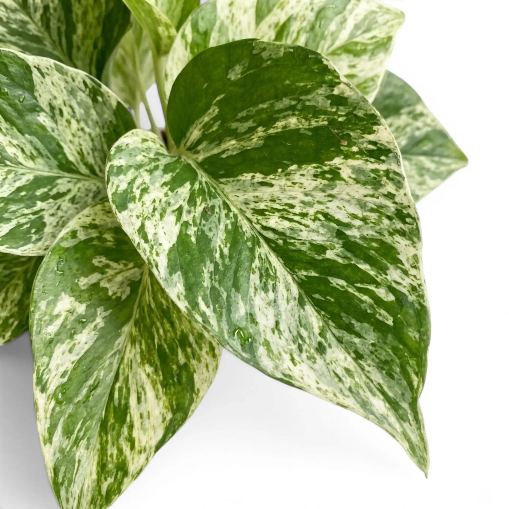 Nahaufnahme der Blätter von Epipremnum aureum 'Marble Queen' vor weißem Hintergrund