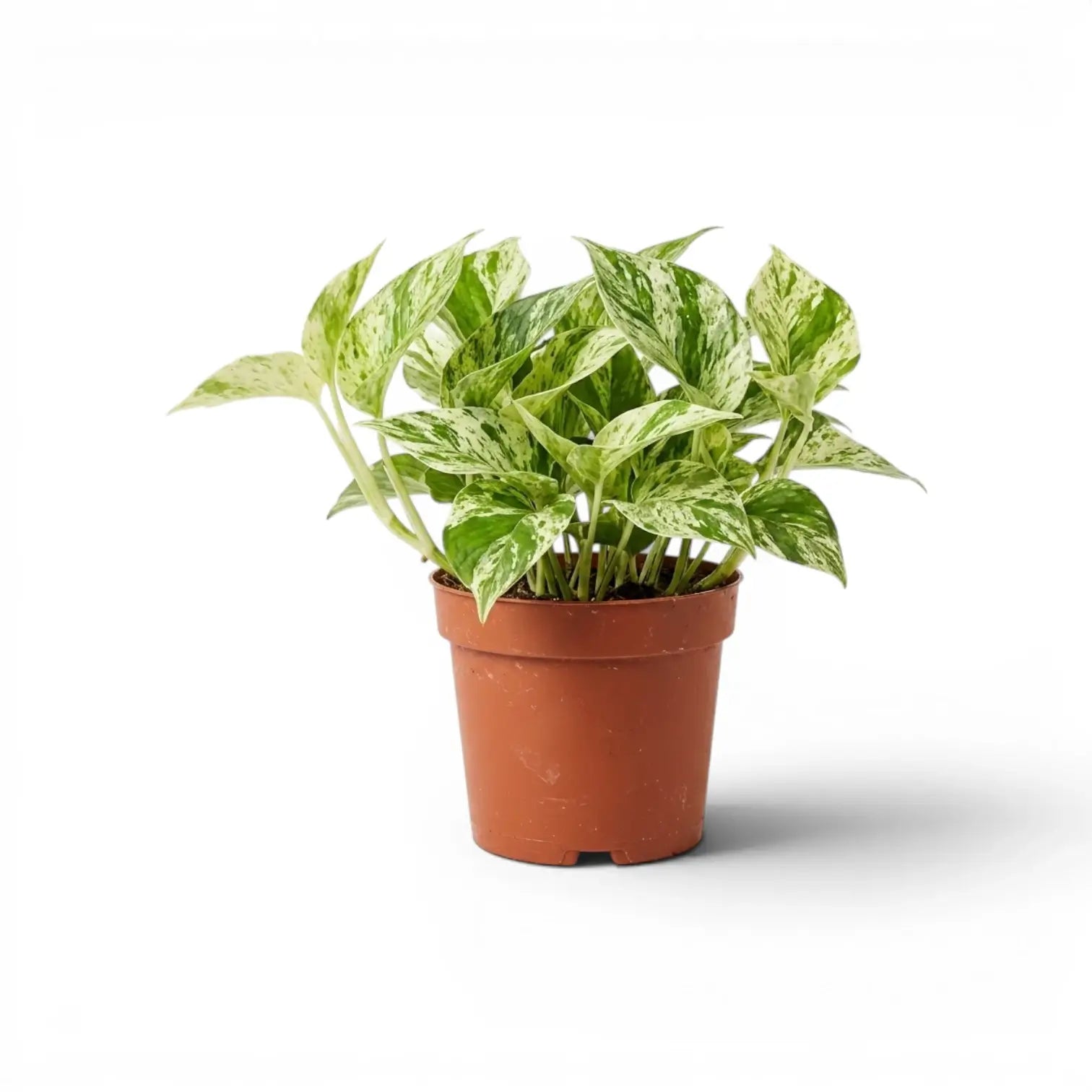 Mittelgroßes Epipremnum aureum 'Marble Queen' im Kulturtopf vor weißem Hintergrund