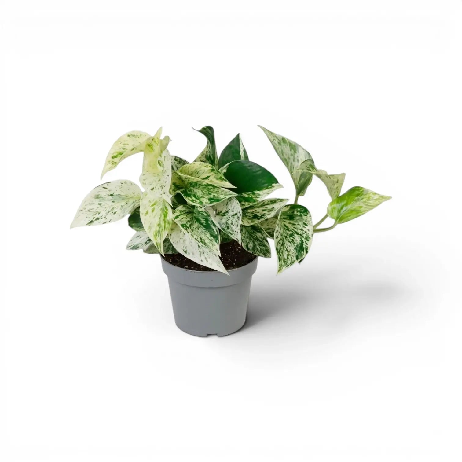 Mittelgroßes Epipremnum aureum 'Marble Queen' im Kulturtopf vor weißem Hintergrund