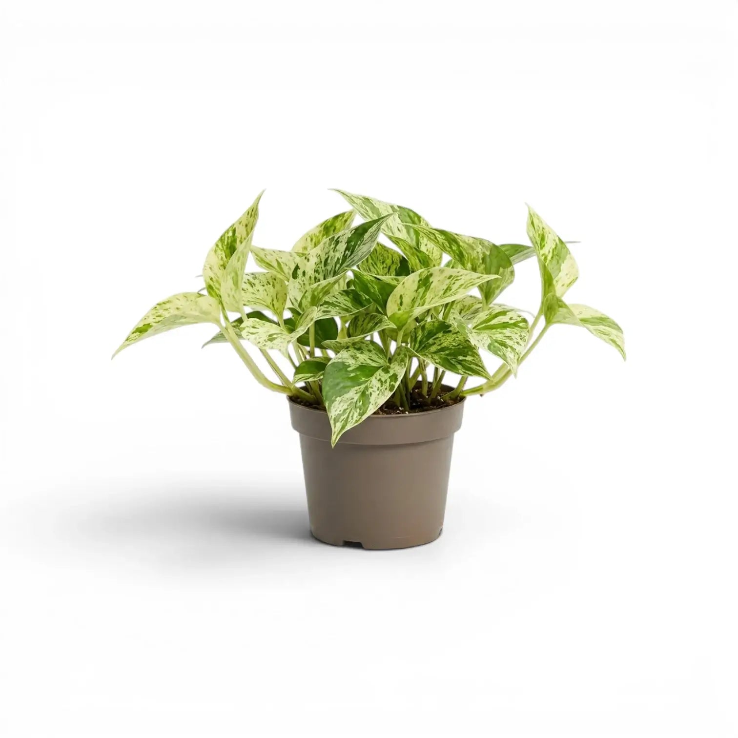 Mittelgroßes Epipremnum aureum 'Marble Queen' im Kulturtopf vor weißem Hintergrund