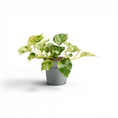 Mittelgroßes Epipremnum aureum 'Marble Queen' im Kulturtopf vor weißem Hintergrund