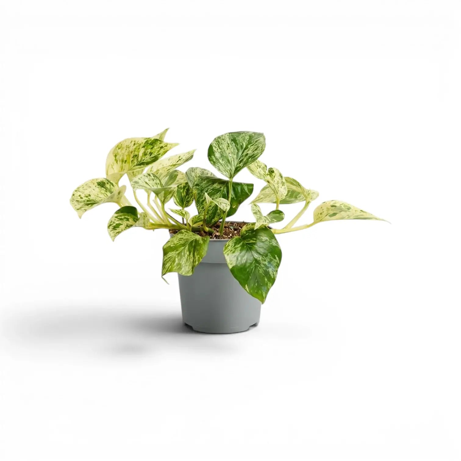 Mittelgroßes Epipremnum aureum 'Marble Queen' im Kulturtopf vor weißem Hintergrund
