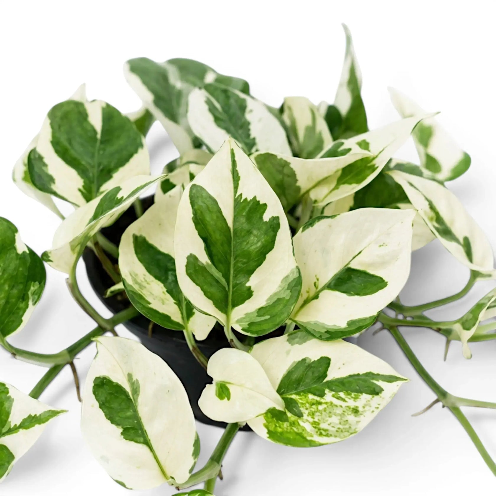 Nahaufnahme der Blätter von Epipremnum aureum N'Joy mit grüner und cremefarbener Panaschierung.