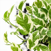 Nahaufnahme der Blätter von Epipremnum aureum N'Joy mit grüner und cremefarbener Panaschierung.