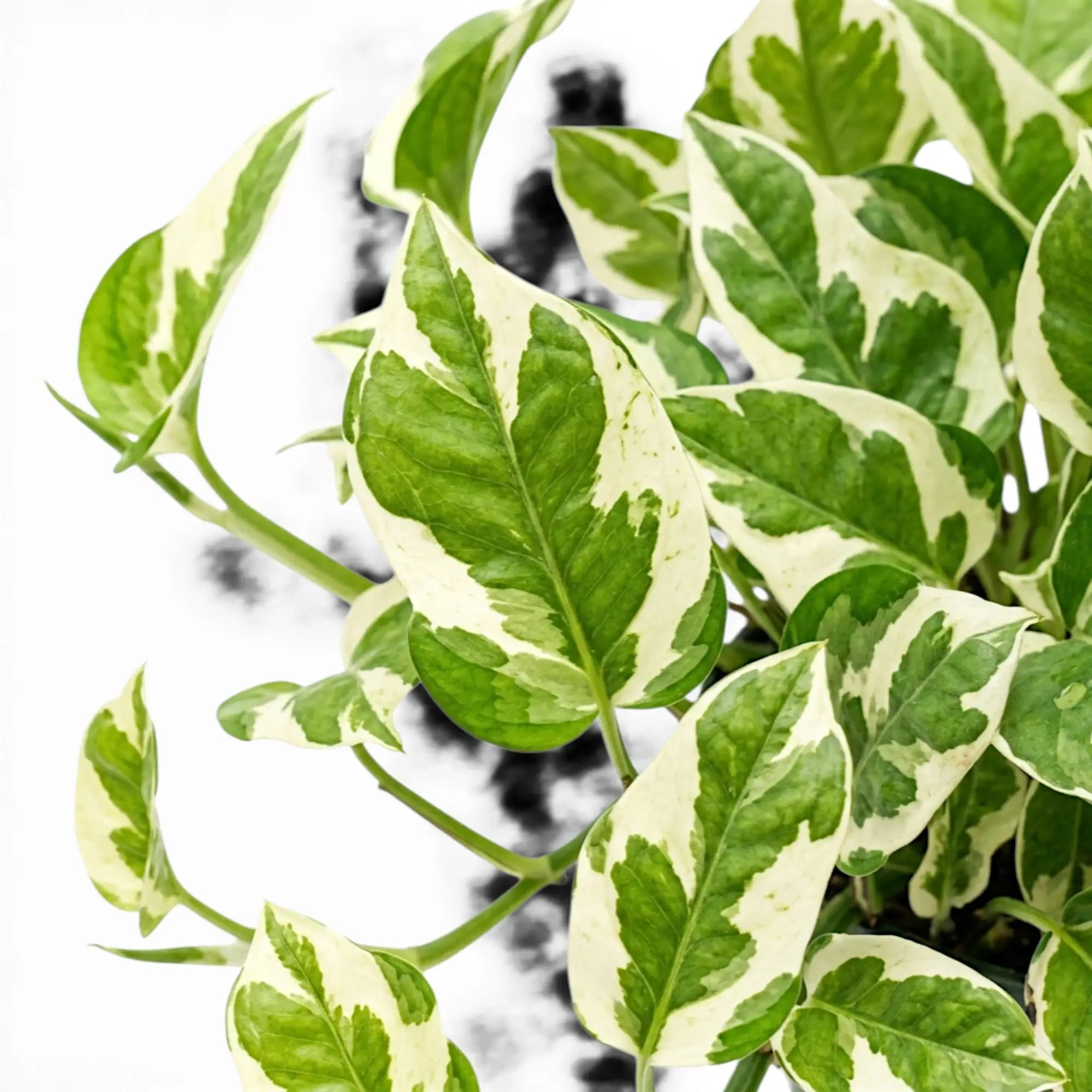 Nahaufnahme der Blätter von Epipremnum aureum N'Joy mit grüner und cremefarbener Panaschierung.