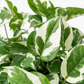 Nahaufnahme der Blätter von Epipremnum aureum N'Joy mit grüner und cremefarbener Panaschierung.