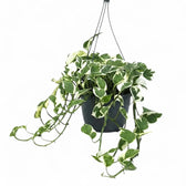 Epipremnum aureum N'Joy als überhängende Pflanze im Hängetopf.