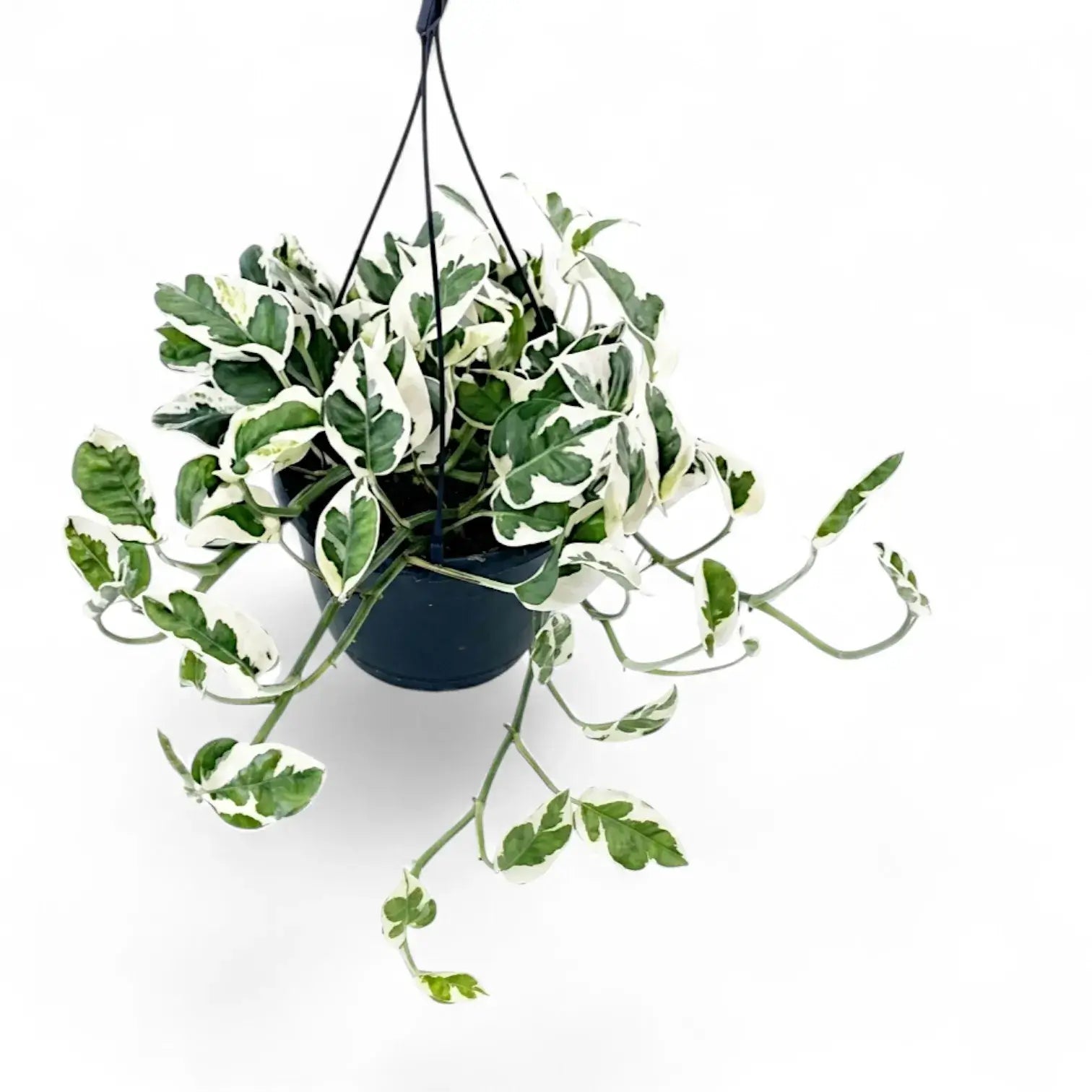 Epipremnum aureum N'Joy als überhängende Pflanze im Hängetopf.