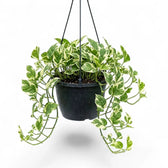 Epipremnum aureum N'Joy als überhängende Pflanze im Hängetopf.