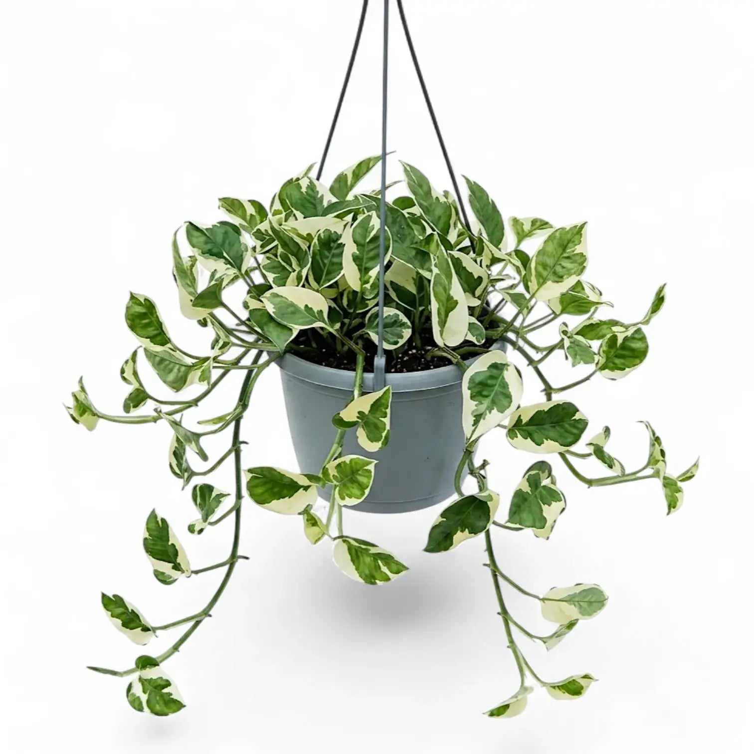 Epipremnum aureum N'Joy als überhängende Pflanze im Hängetopf.