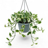 Epipremnum aureum N'Joy als überhängende Pflanze im Hängetopf.