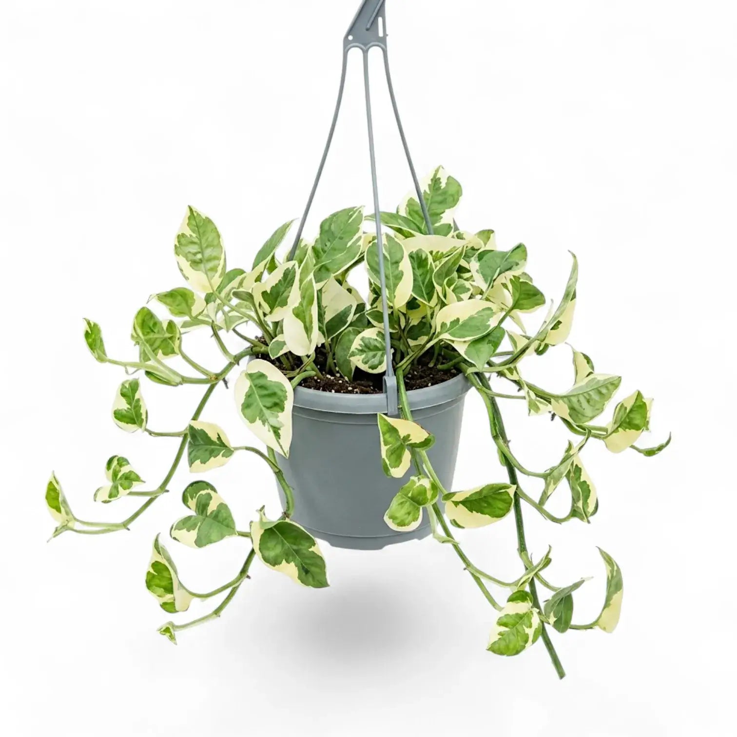 Epipremnum aureum N'Joy als überhängende Pflanze im Hängetopf.