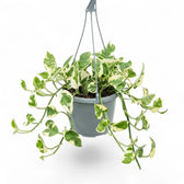 Epipremnum aureum N'Joy als überhängende Pflanze im Hängetopf.