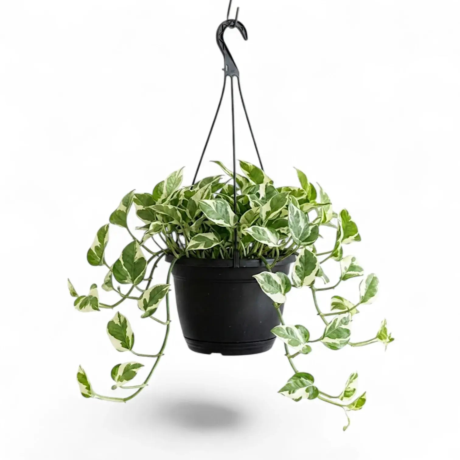 Epipremnum aureum N'Joy als überhängende Pflanze im Hängetopf.