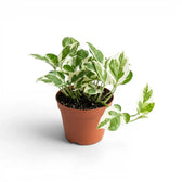 Epipremnum aureum N'Joy als mittelgroße Pflanze im Kulturtopf.