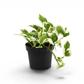 Epipremnum aureum N'Joy als mittelgroße Pflanze im Kulturtopf.