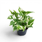 Epipremnum aureum N'Joy als mittelgroße Pflanze im Kulturtopf.