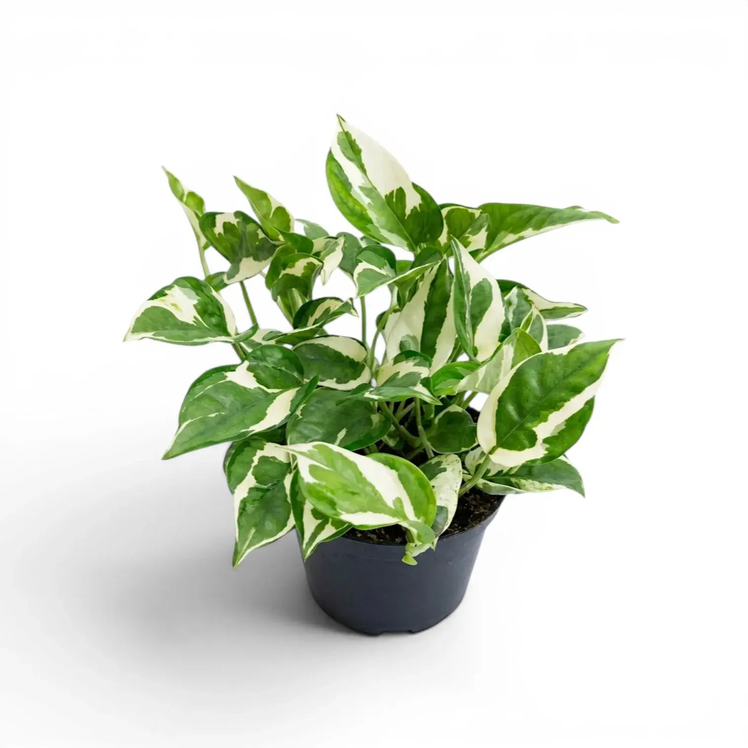 Epipremnum aureum N'Joy als mittelgroße Pflanze im Kulturtopf.
