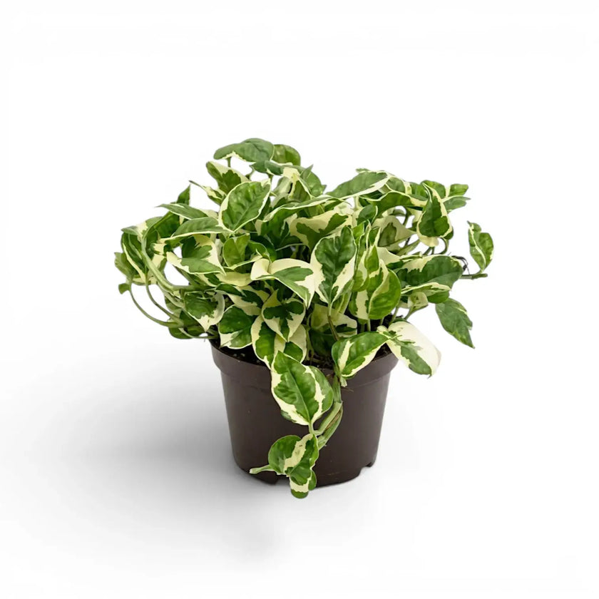 Epipremnum aureum N'Joy als mittelgroße Pflanze im Kulturtopf.