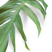 Epipremnum pinnatum leaf detail on white background.