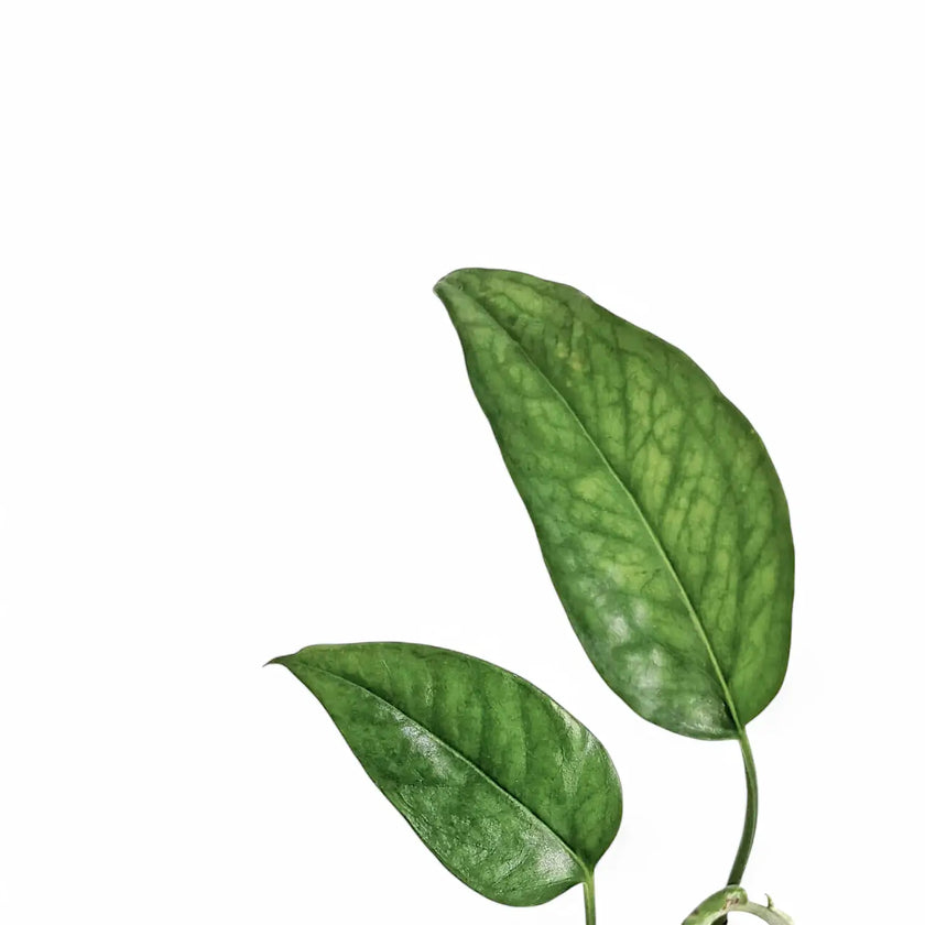 Epipremnum pinnatum potted plant in nursery pot on white background.