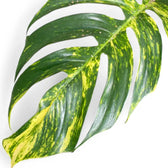 Epipremnum pinnatum aureum cintho goldfinger main product photo on white background.