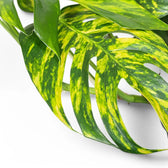 Epipremnum pinnatum aureum cintho goldfinger potted plant in nursery pot on white background.